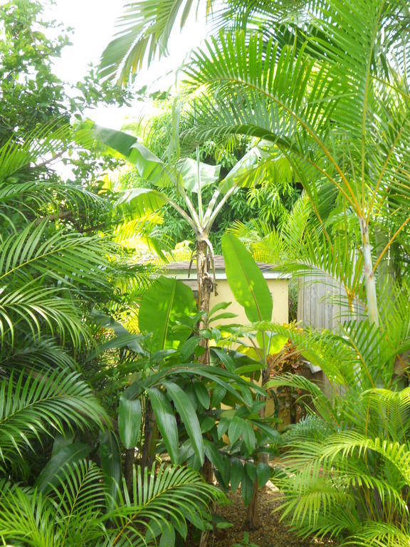 Villa Flukers - Economic Rooms Sosúa Exterior foto